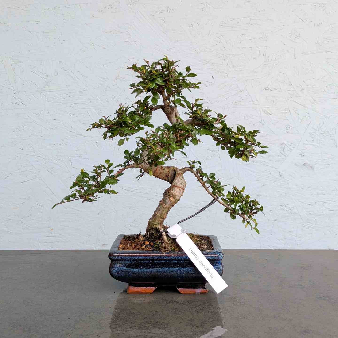 Chinese Elm