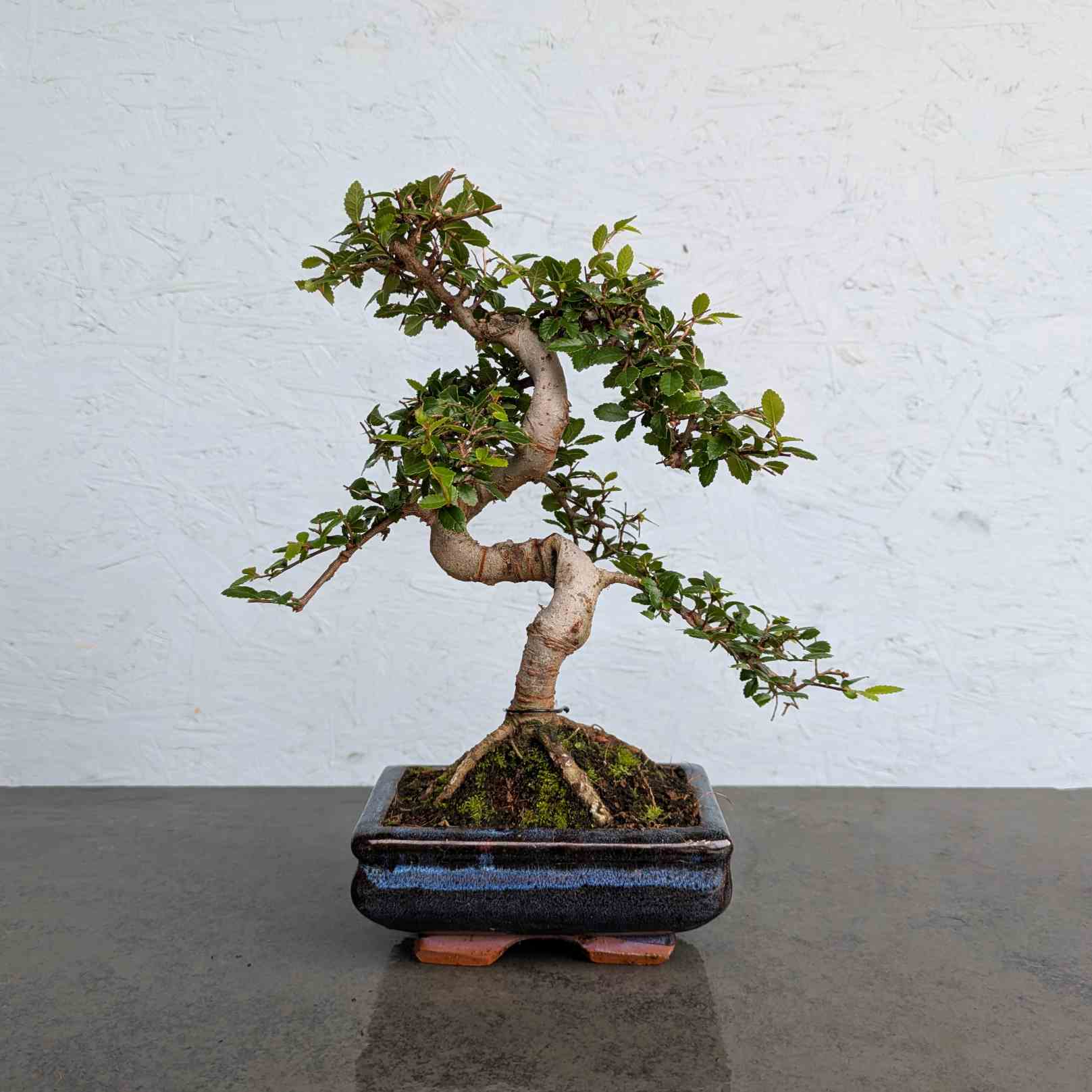 Chinese Elm