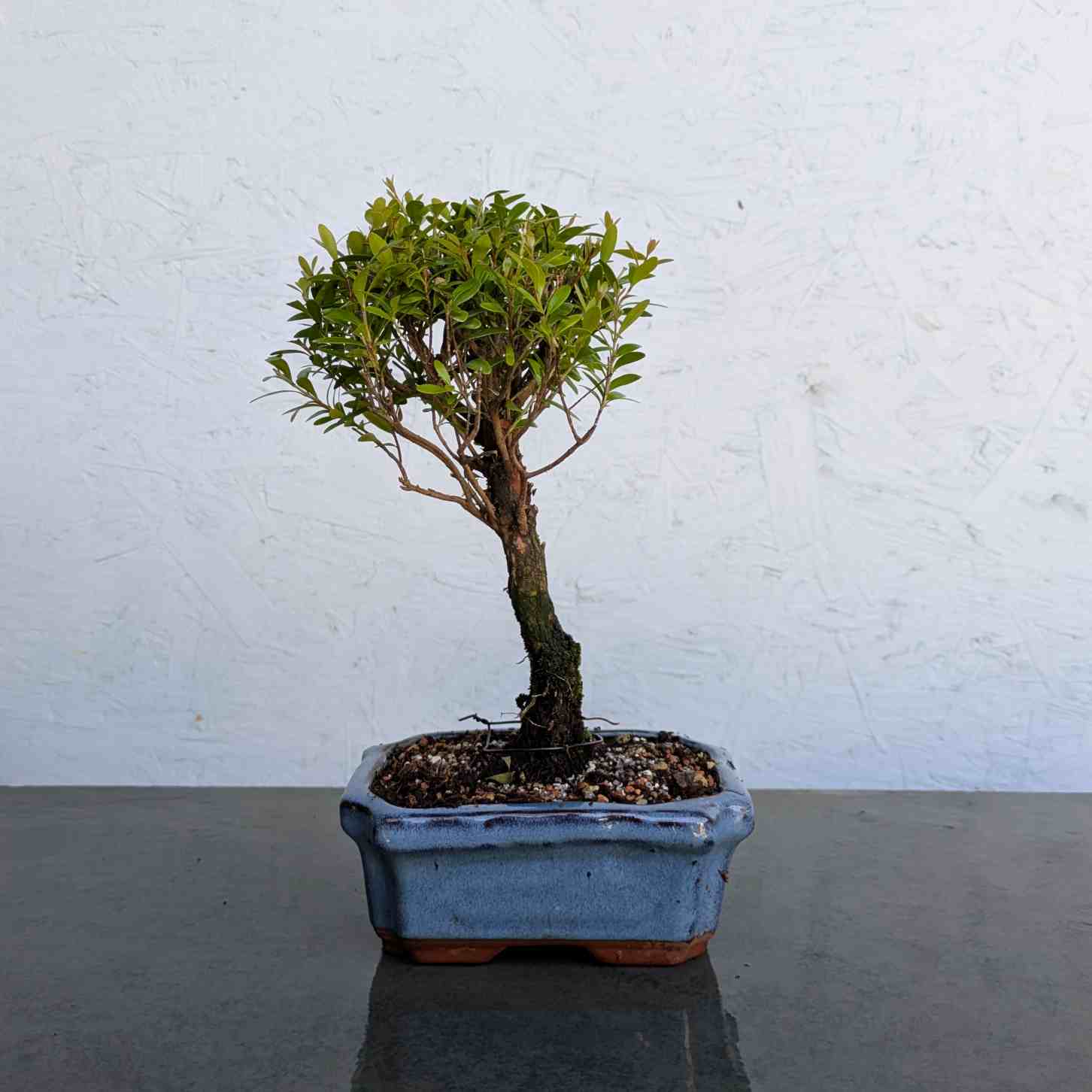 Syzygium