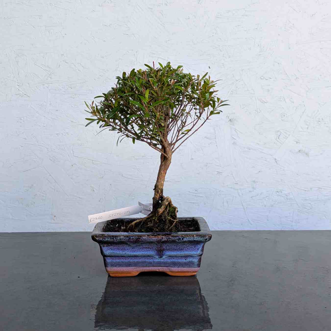 Syzygium