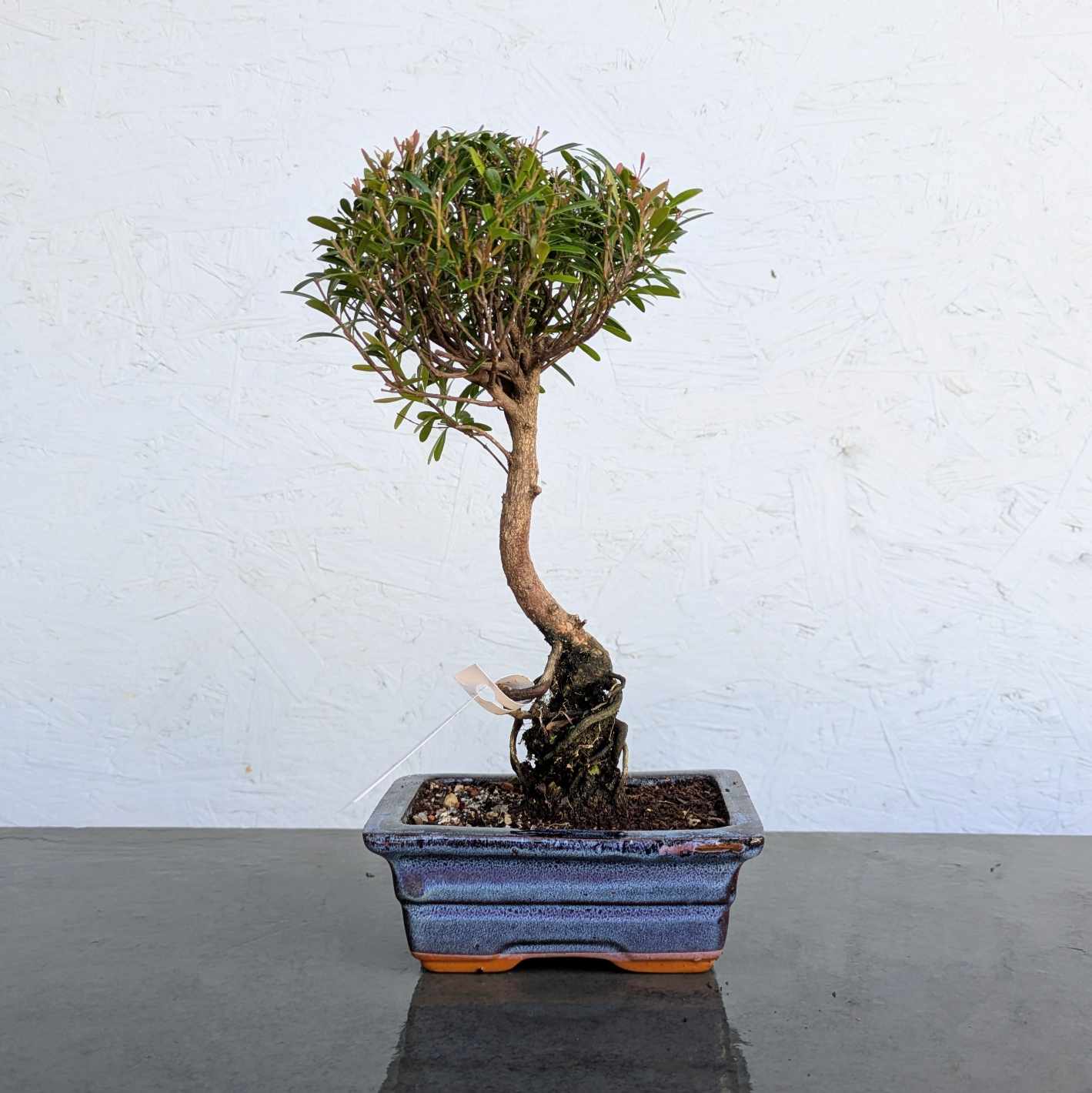 Syzygium