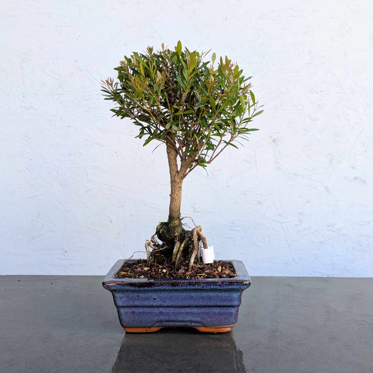 Syzygium