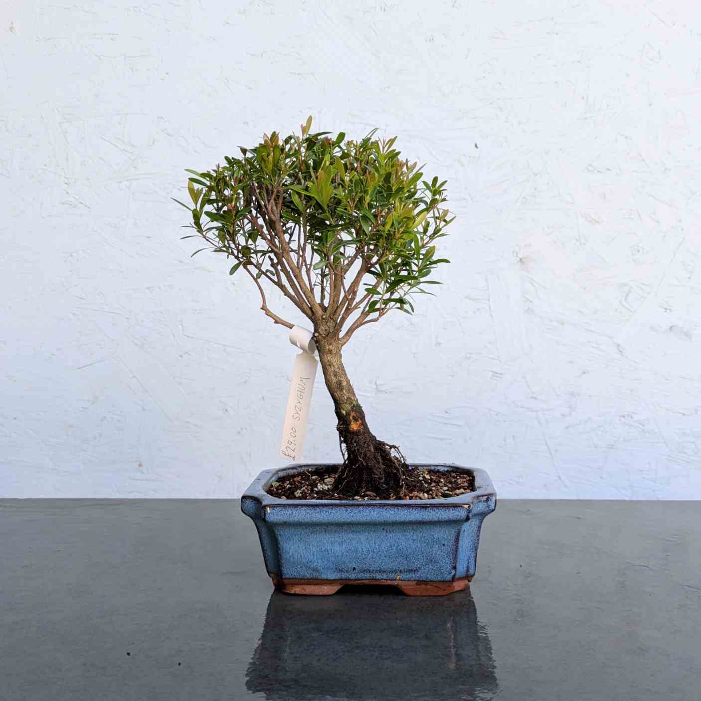 Syzygium