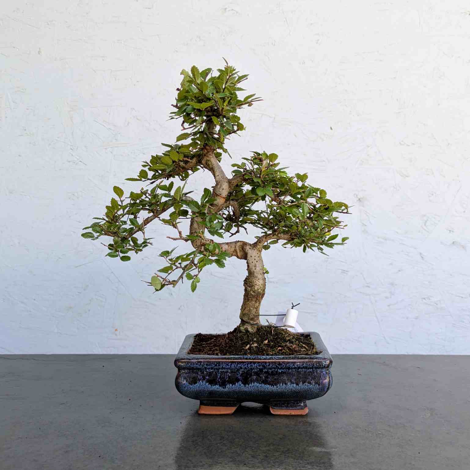 Chinese Elm