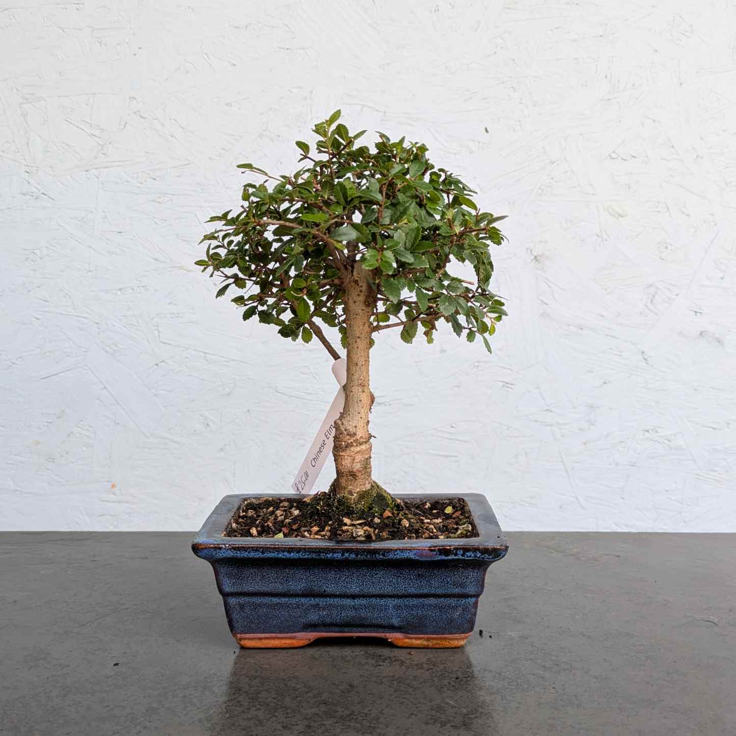 Chinese Elm
