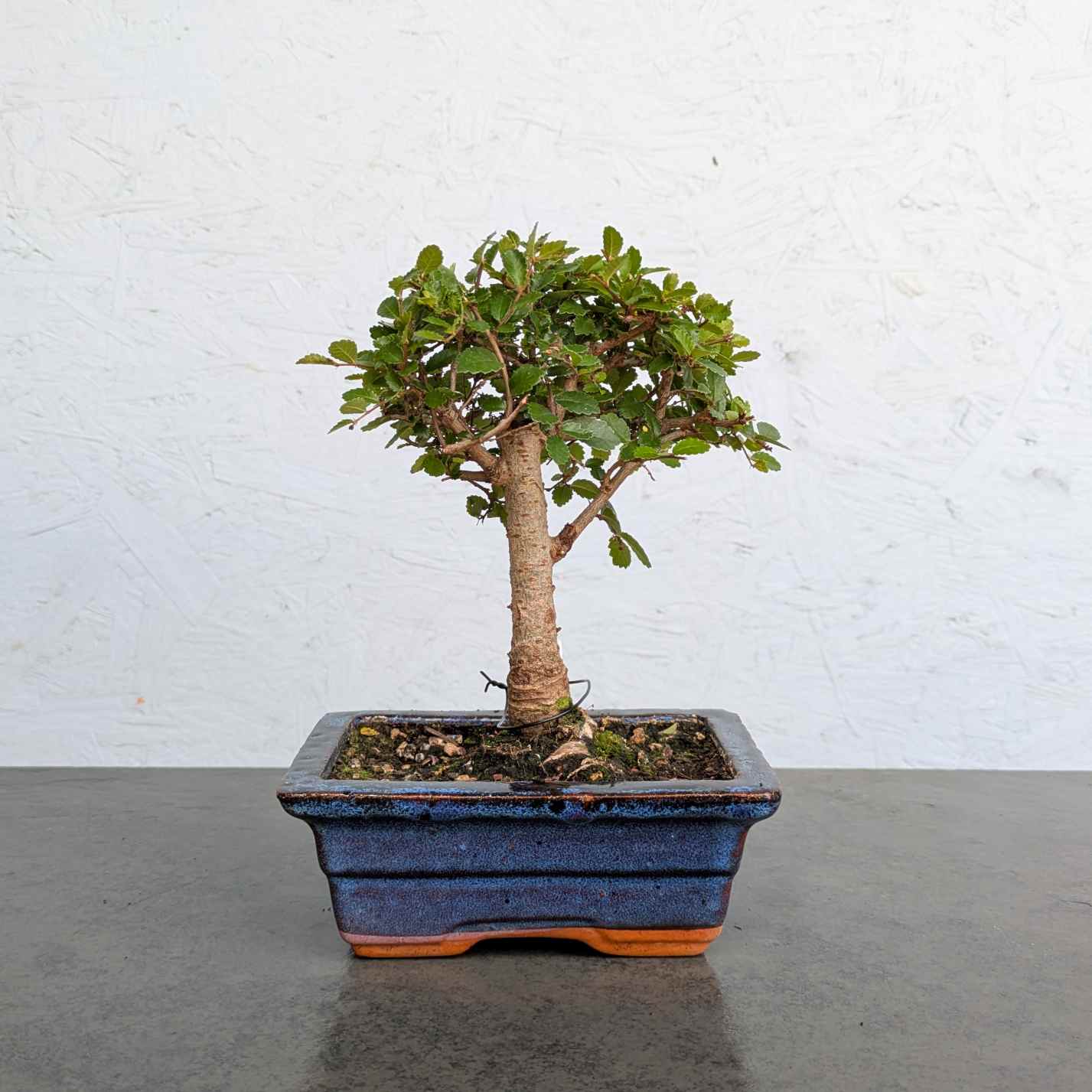 Chinese Elm