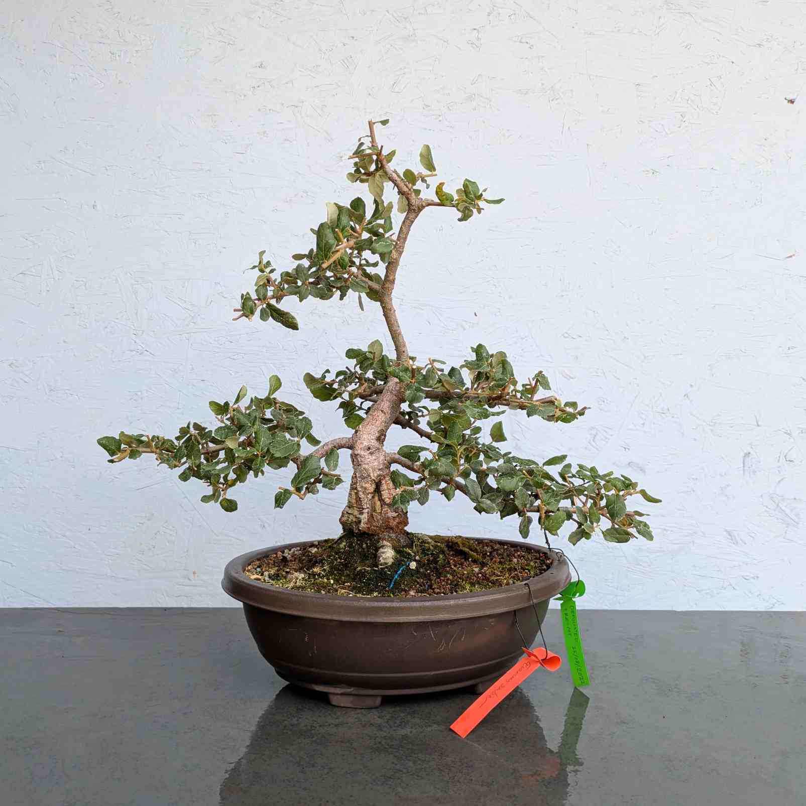 Cork Oak