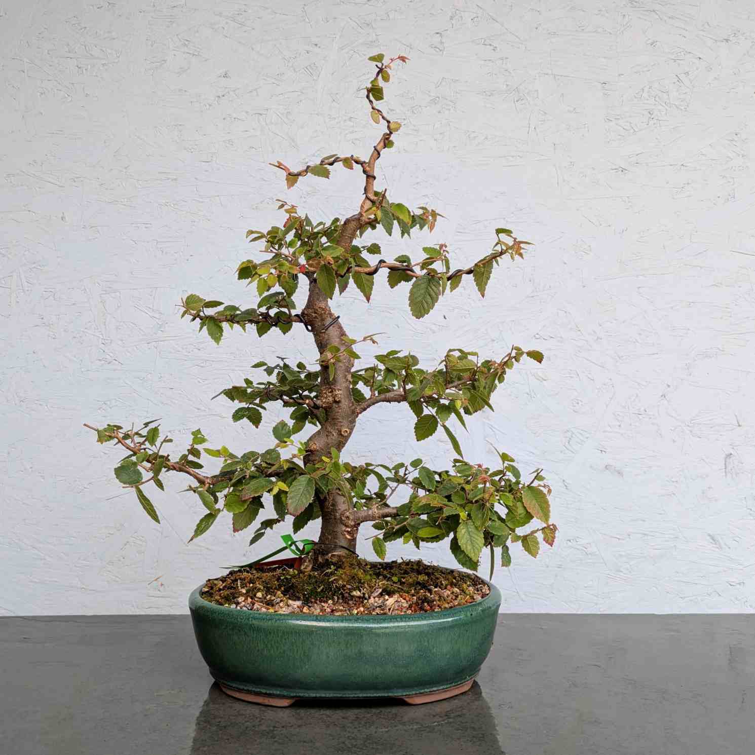 Zelkova (Japanese Grey-Bark Elm)