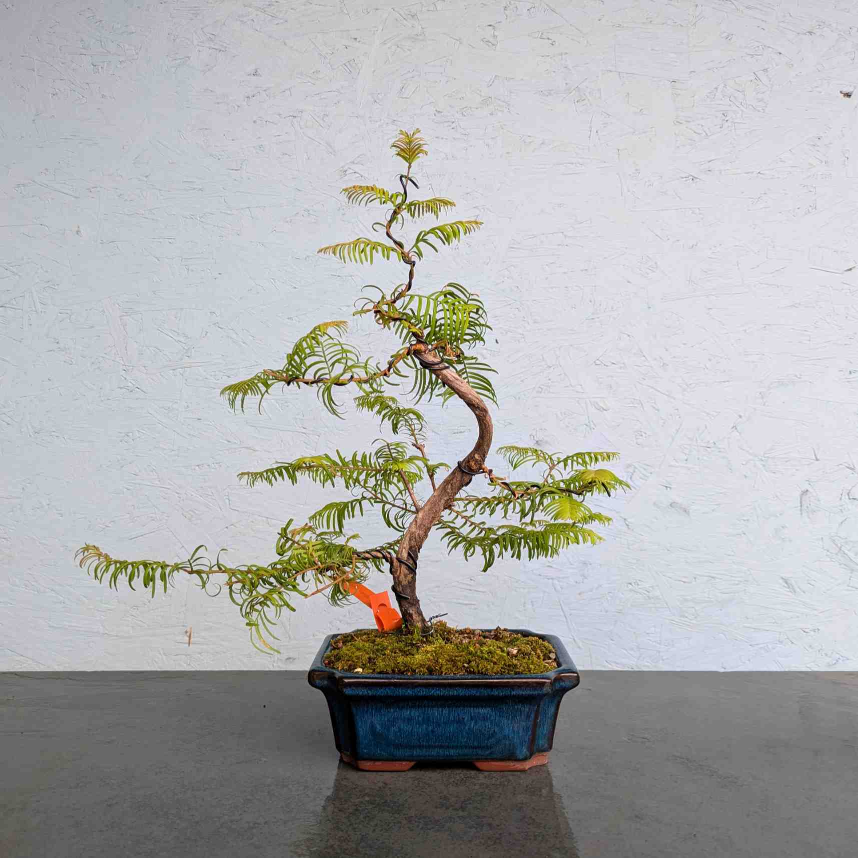 Dawn Redwood