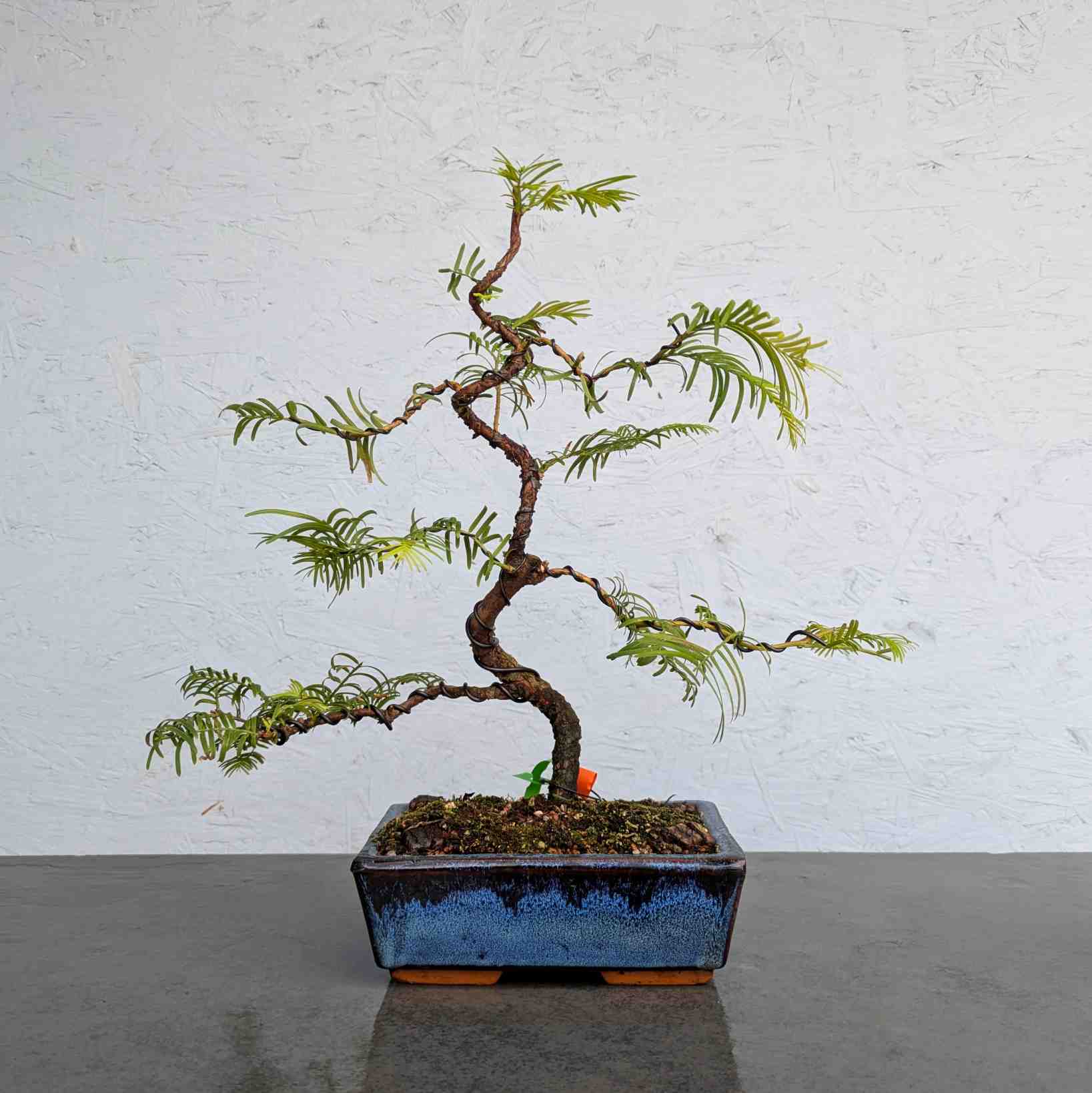 Dawn Redwood