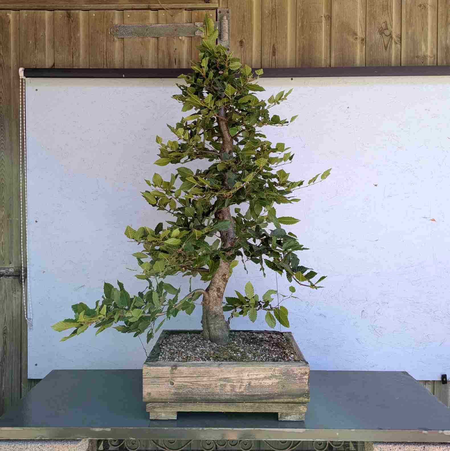 European Hornbeam