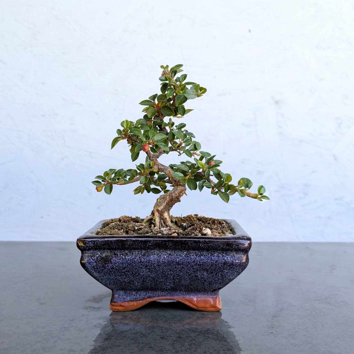Mame Cotoneaster