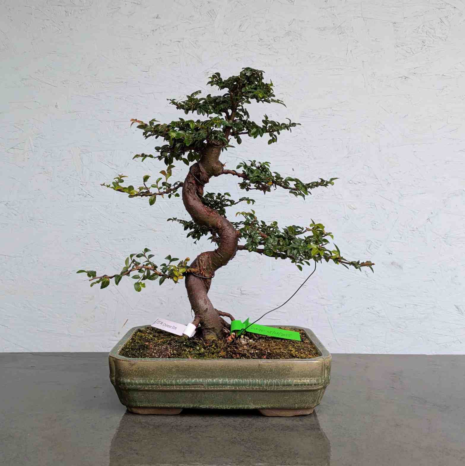 Chinese Elm