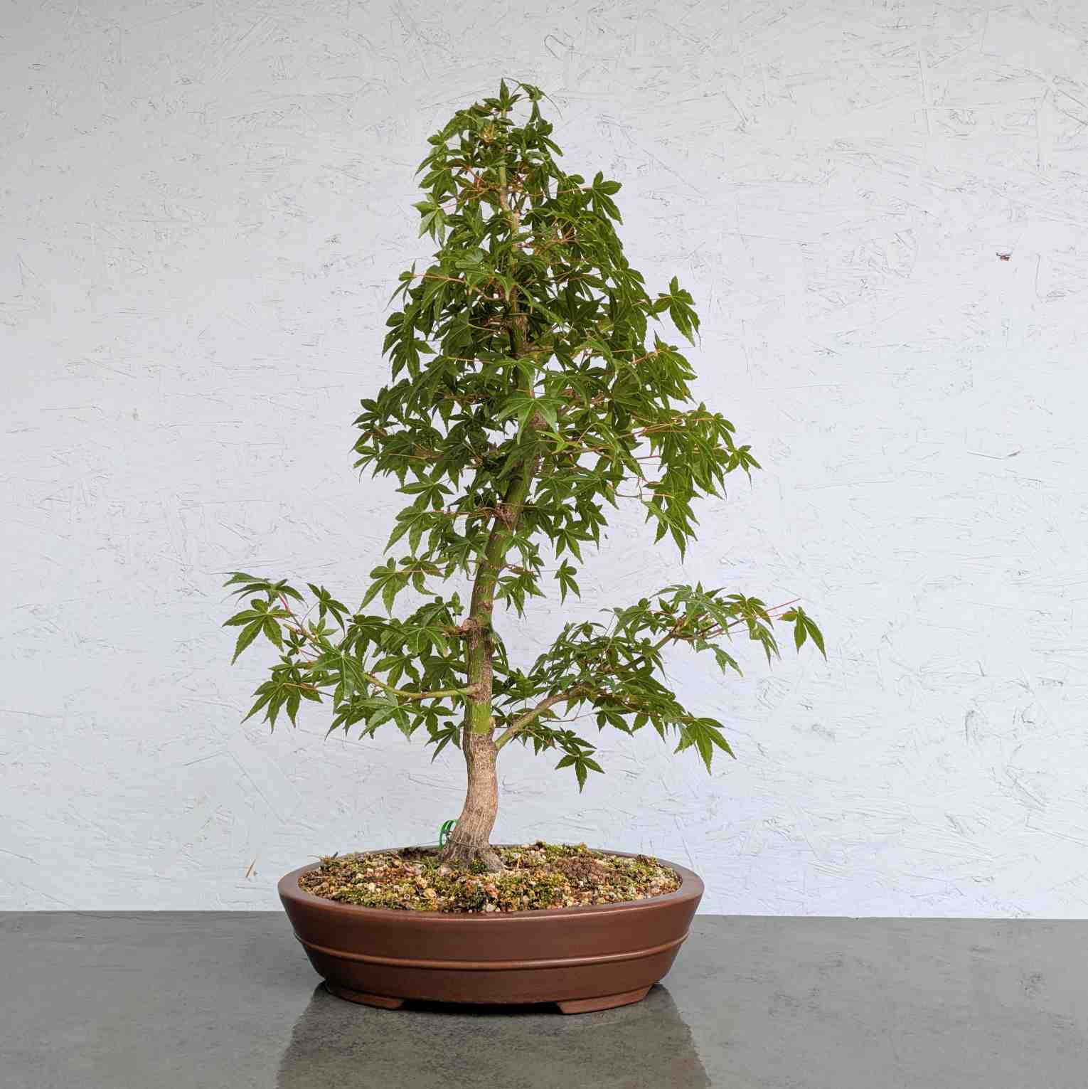 Japanese Maple