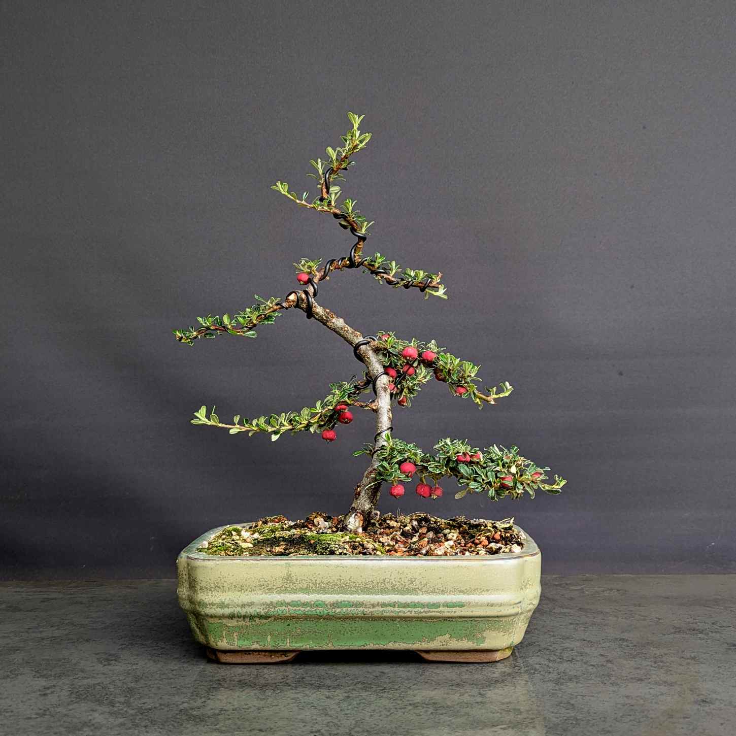 Evergreen Cotoneaster
