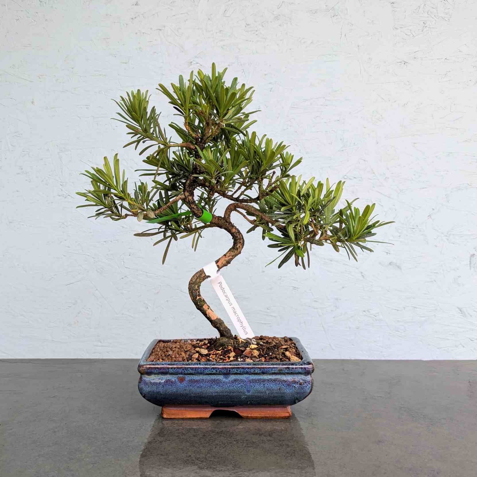 Buddhist Pine