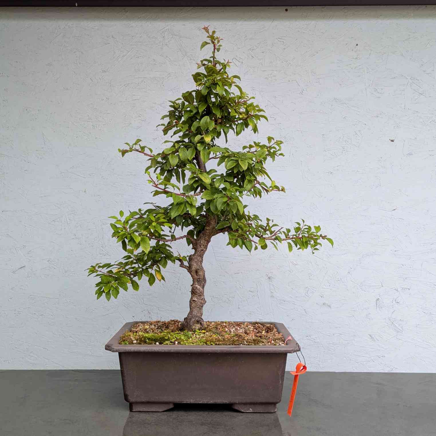 Cherry Plum