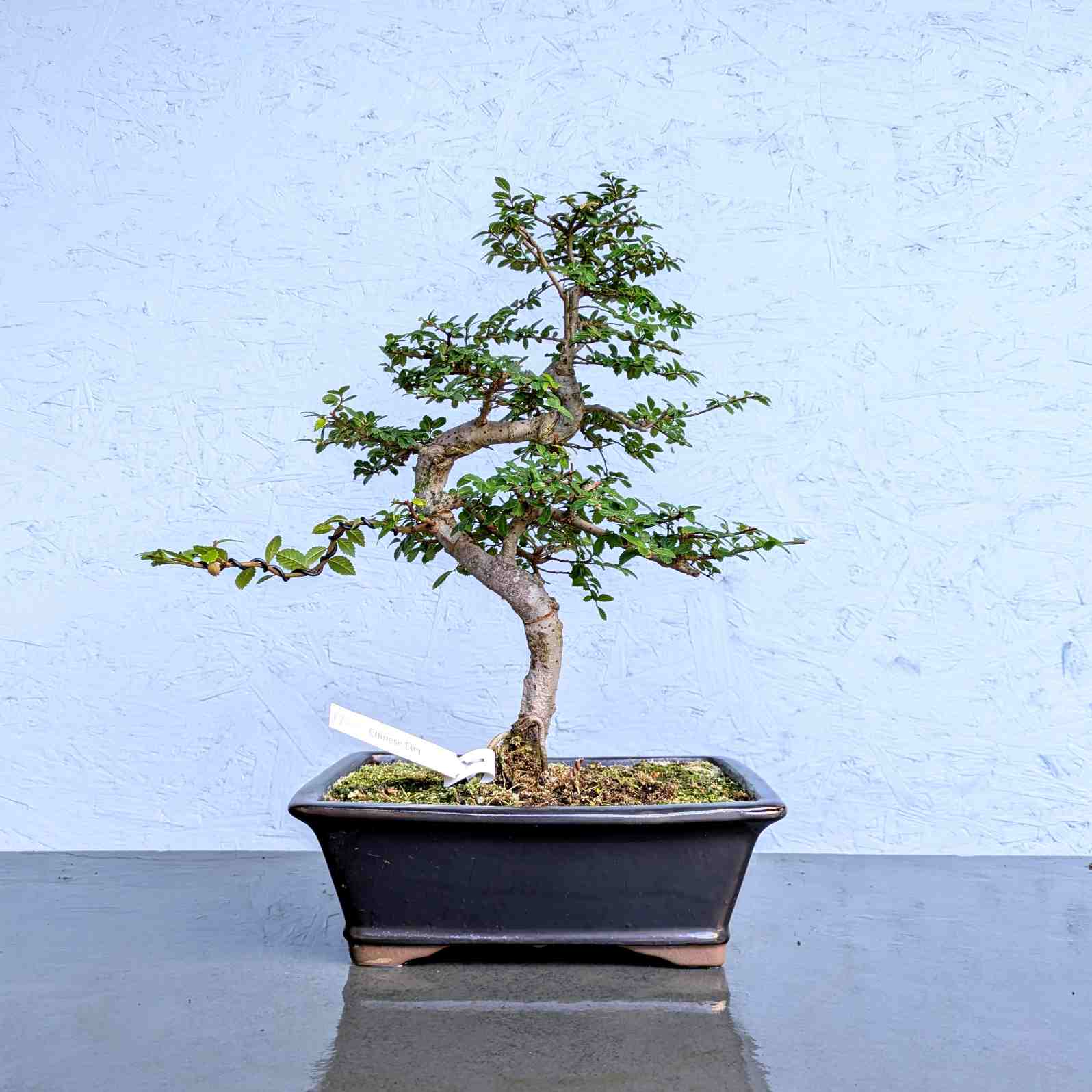 Chinese Elm