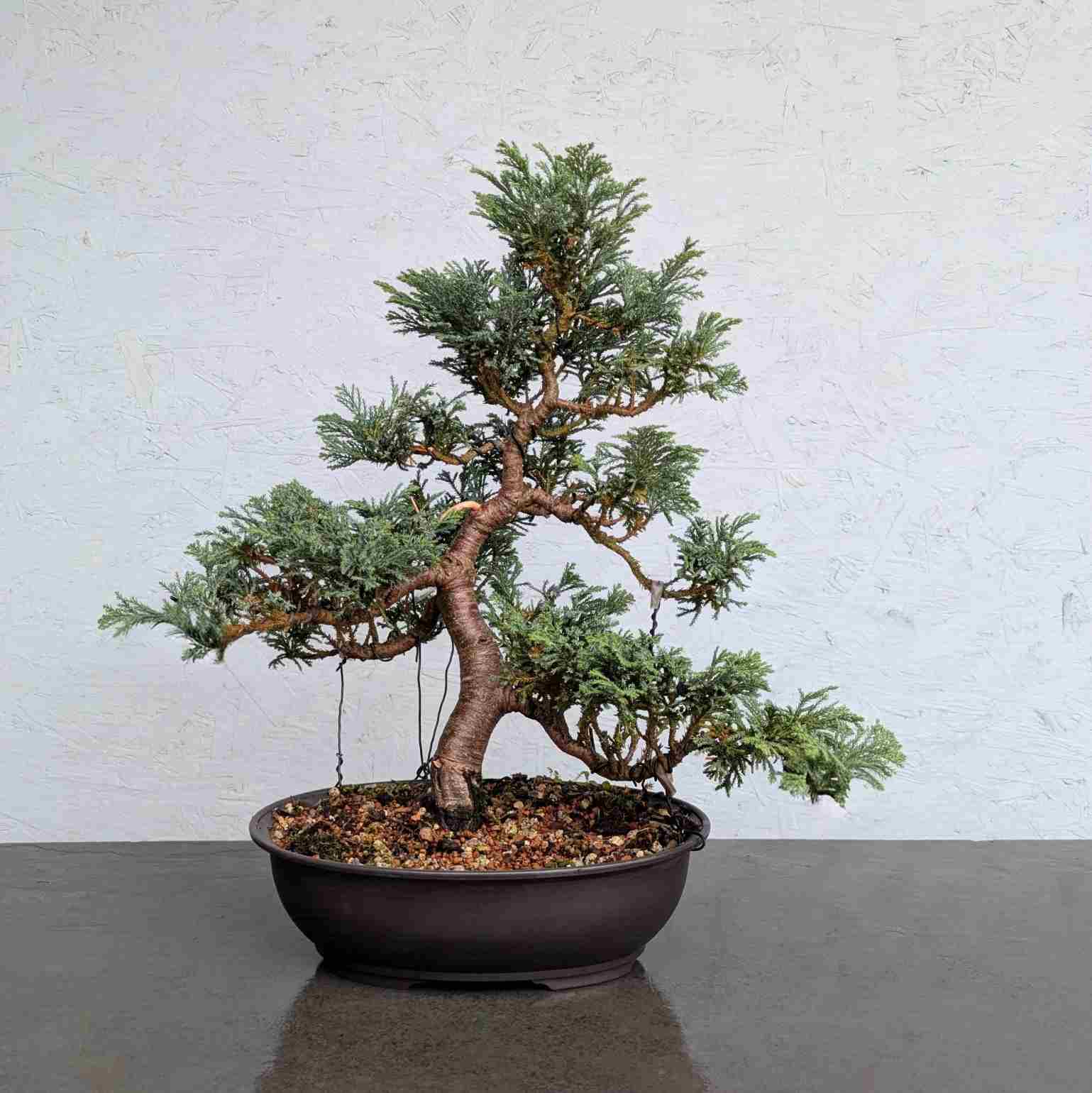 Lawson’s Cypress