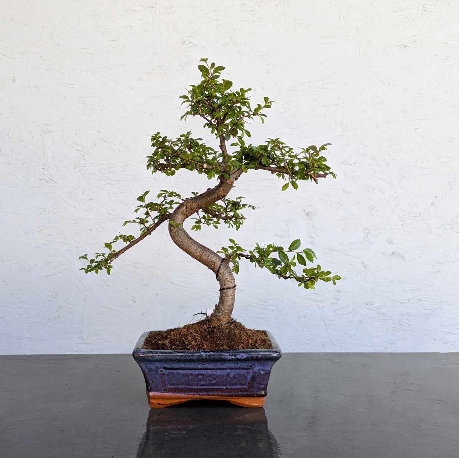 Chinese Elm
