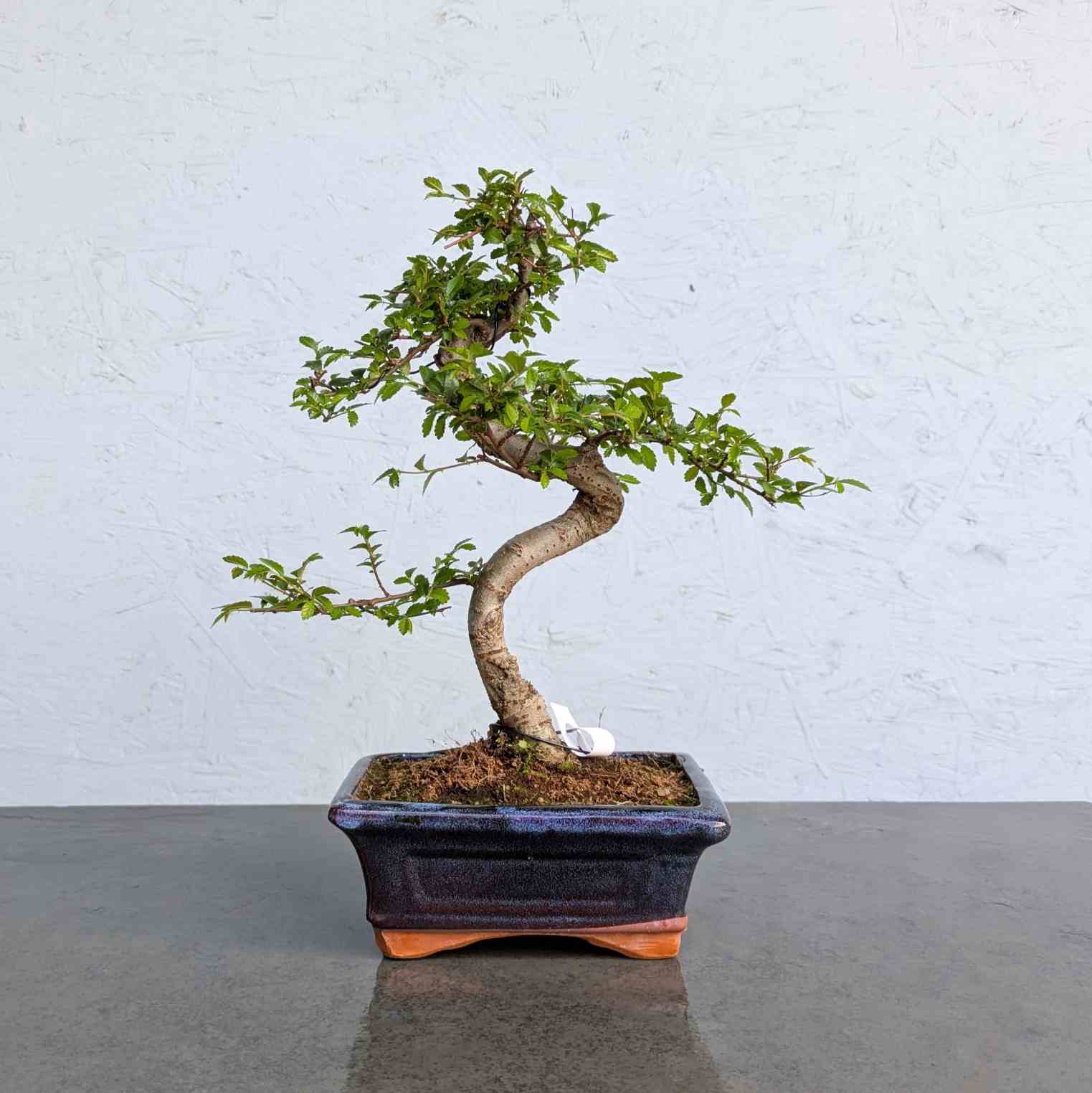 Chinese Elm