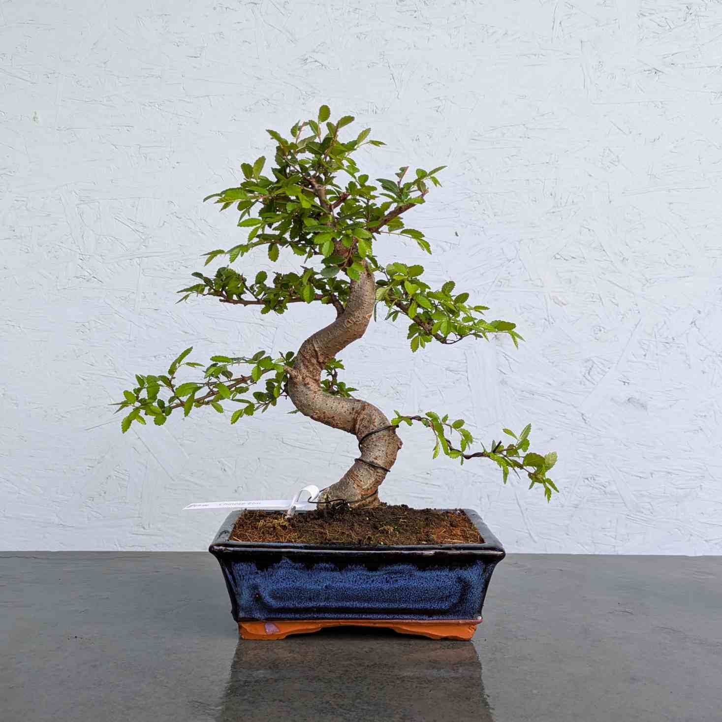 Chinese Elm