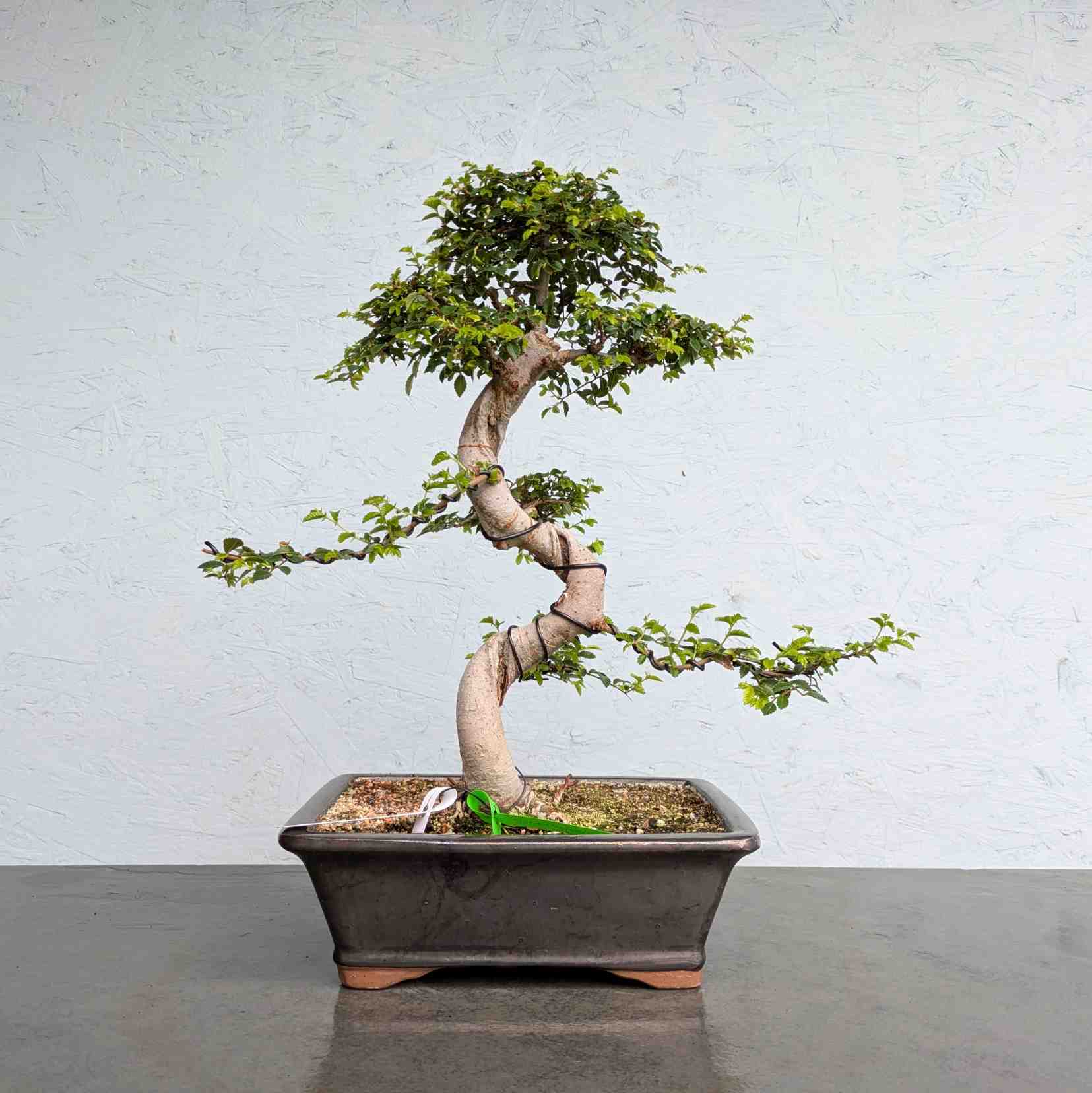 Chinese Elm