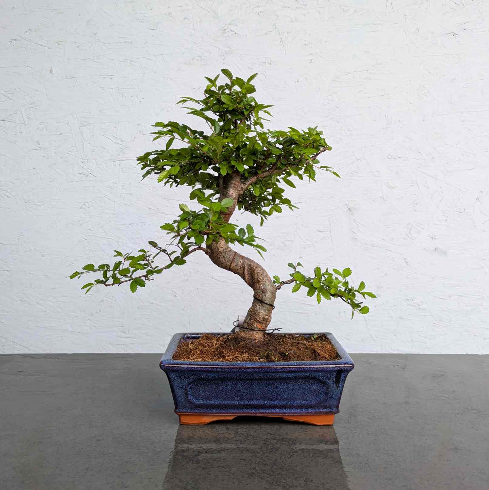 Chinese Elm