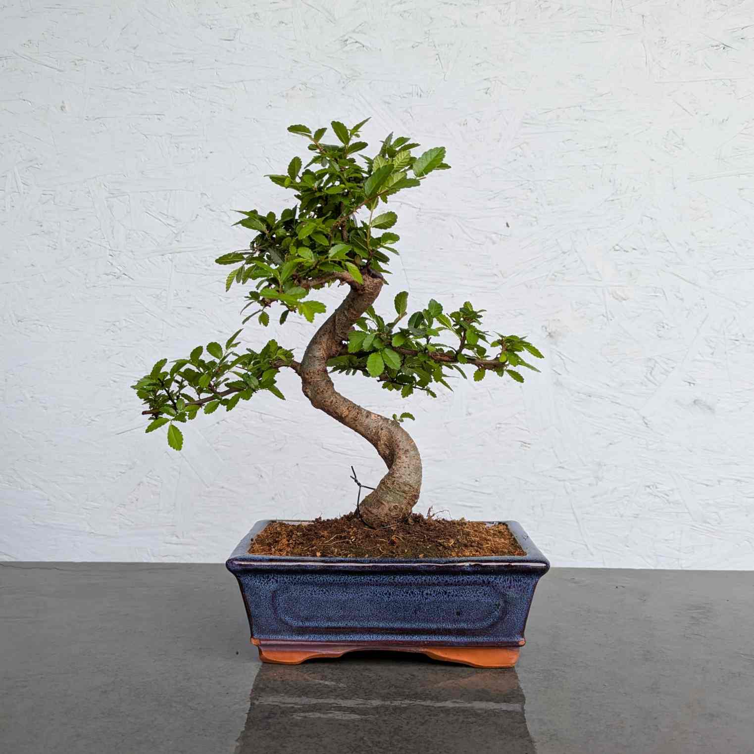 Chinese Elm
