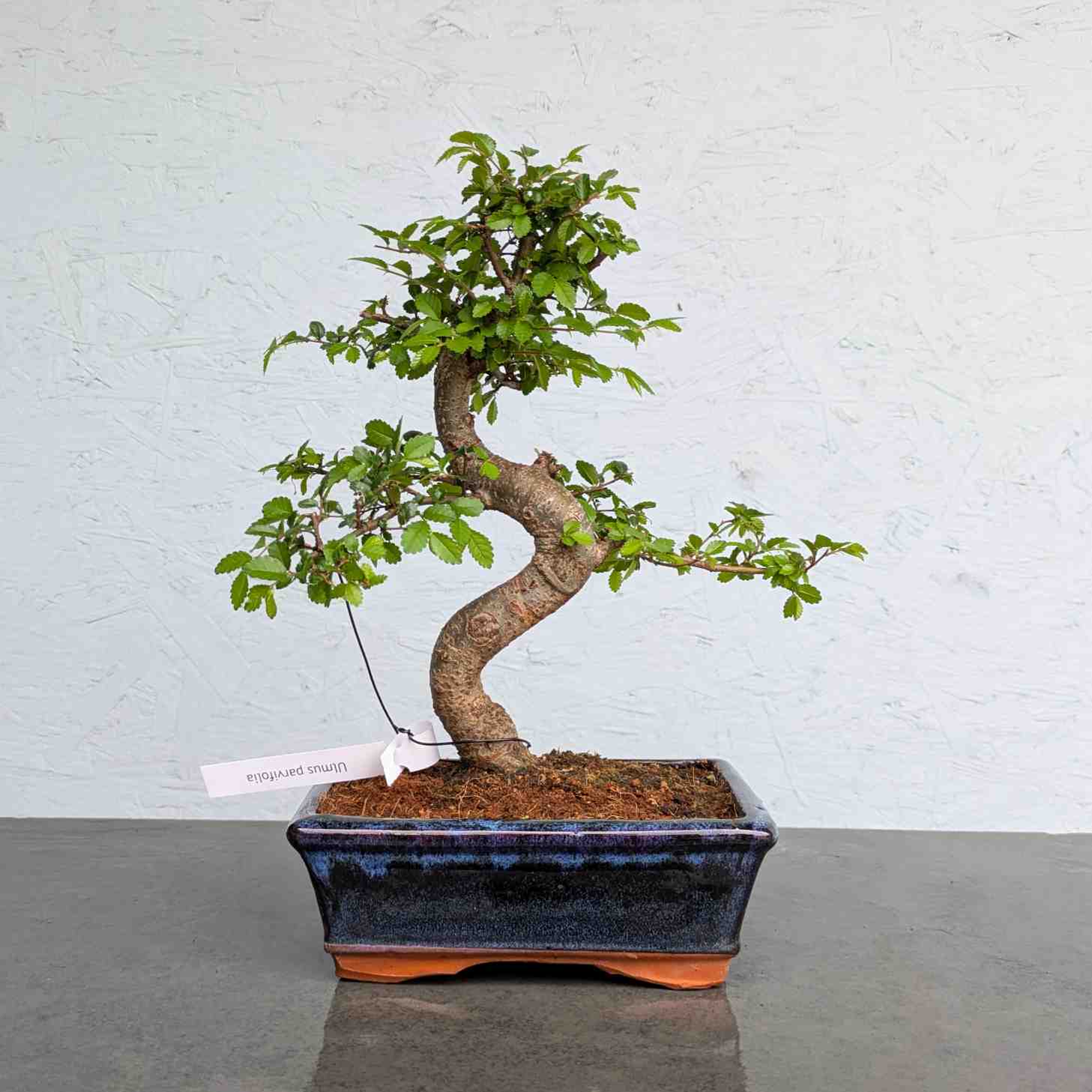 Chinese Elm