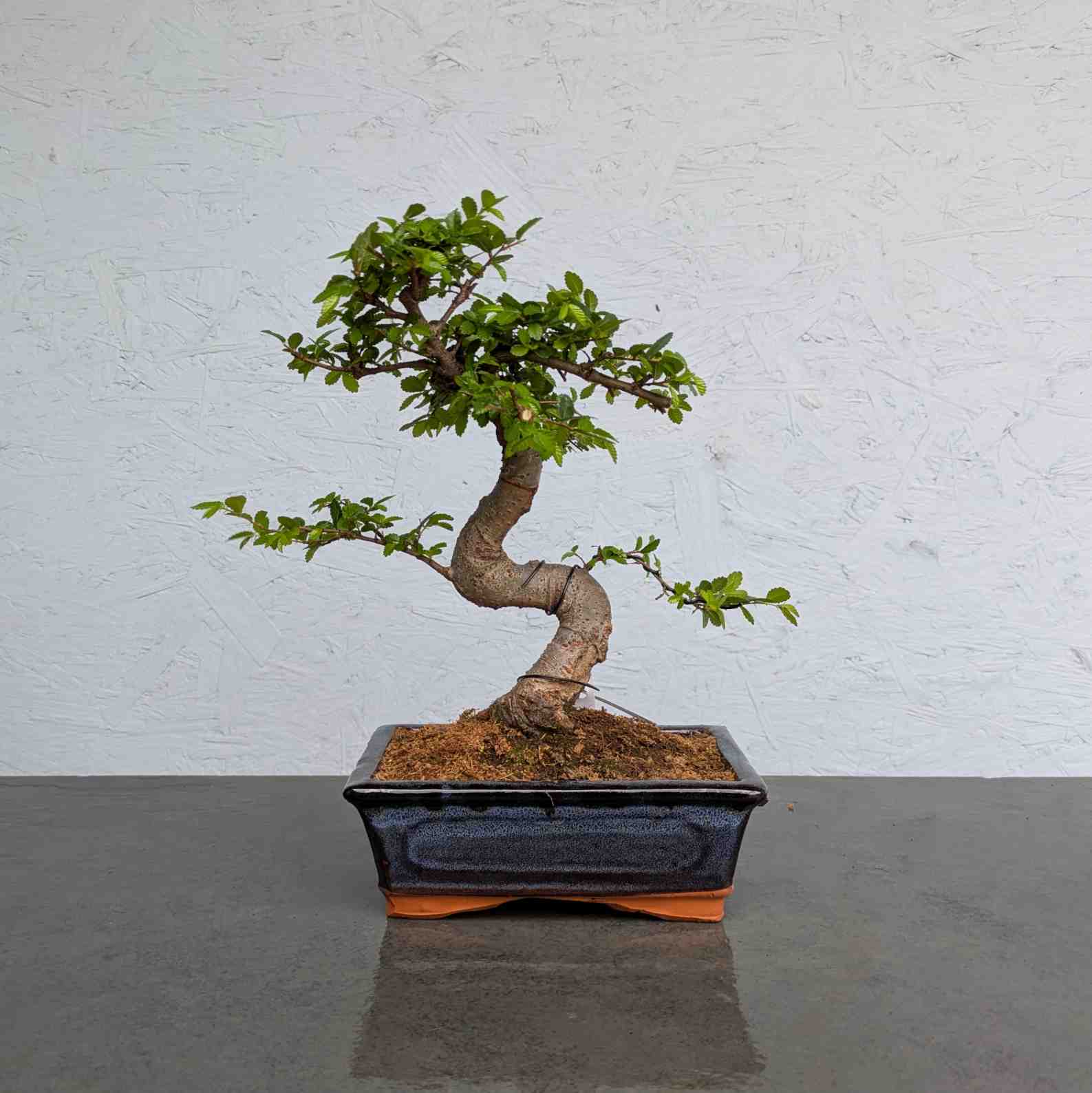 Chinese Elm