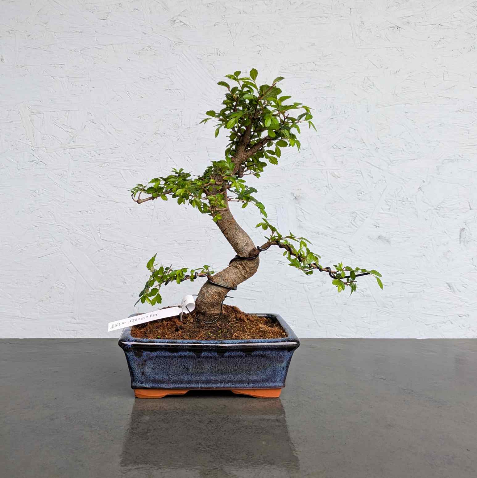 Chinese Elm