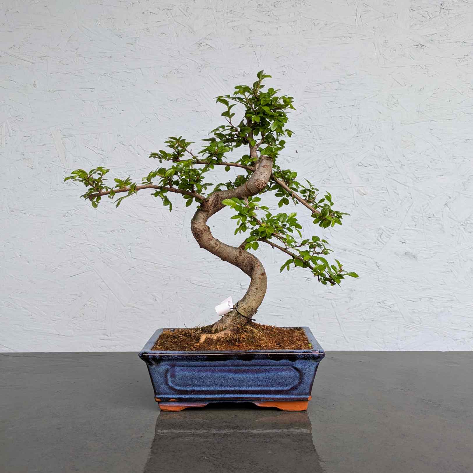 Chinese Elm