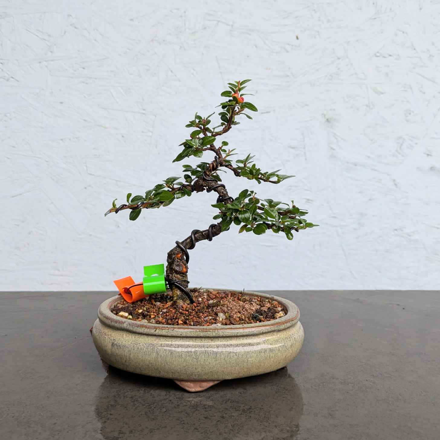Deciduous Cotoneaster
