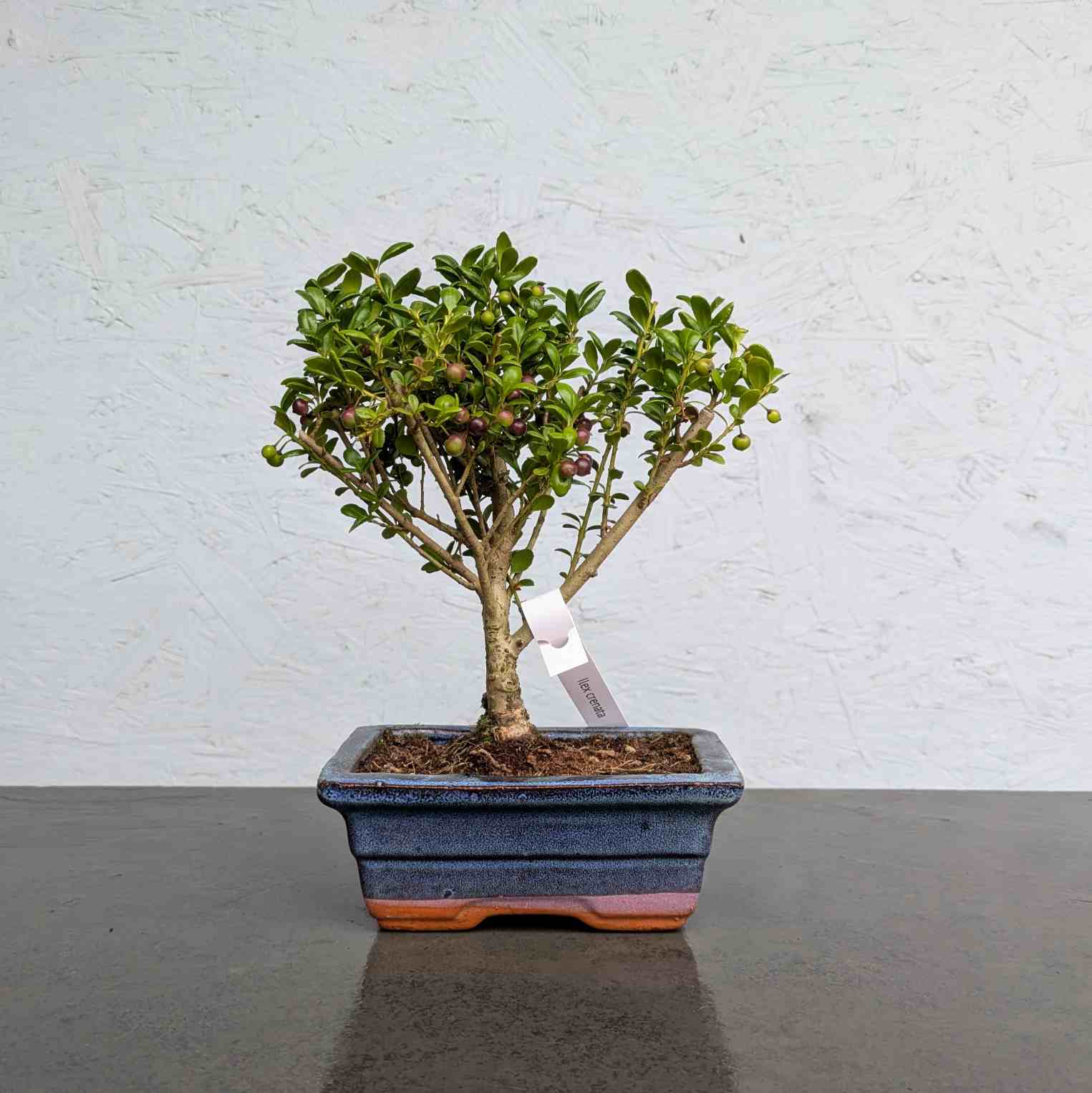 Japanese Holly