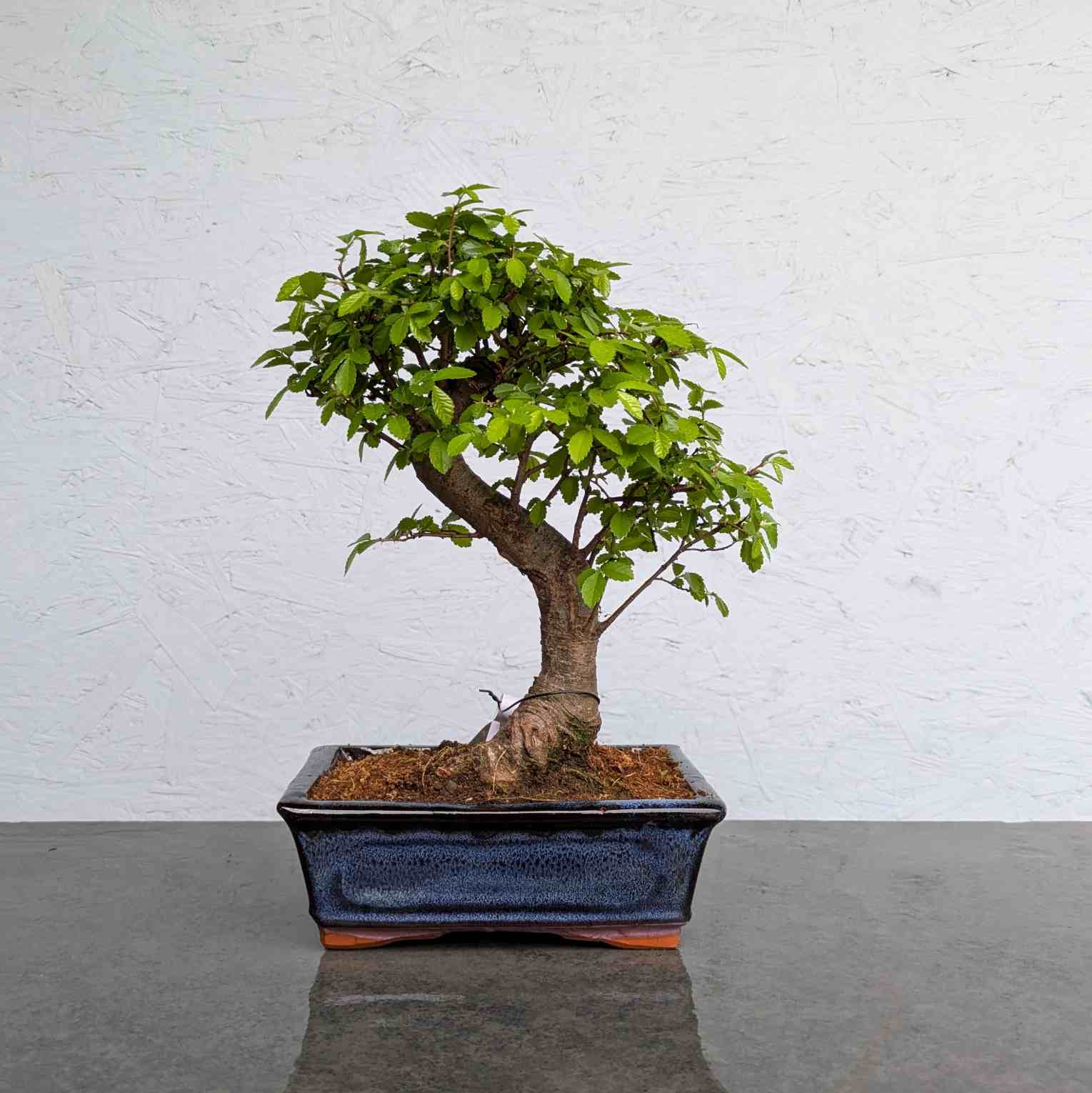 Chinese Elm
