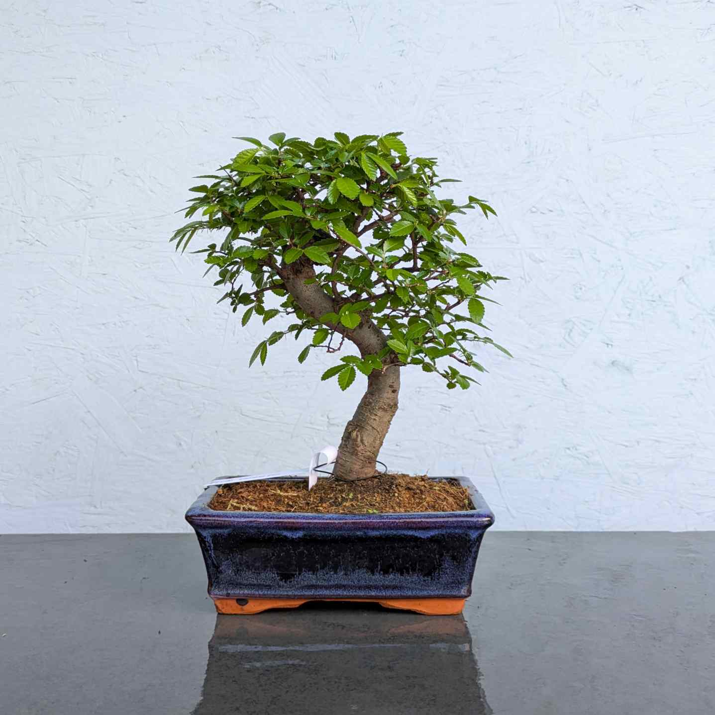 Chinese Elm