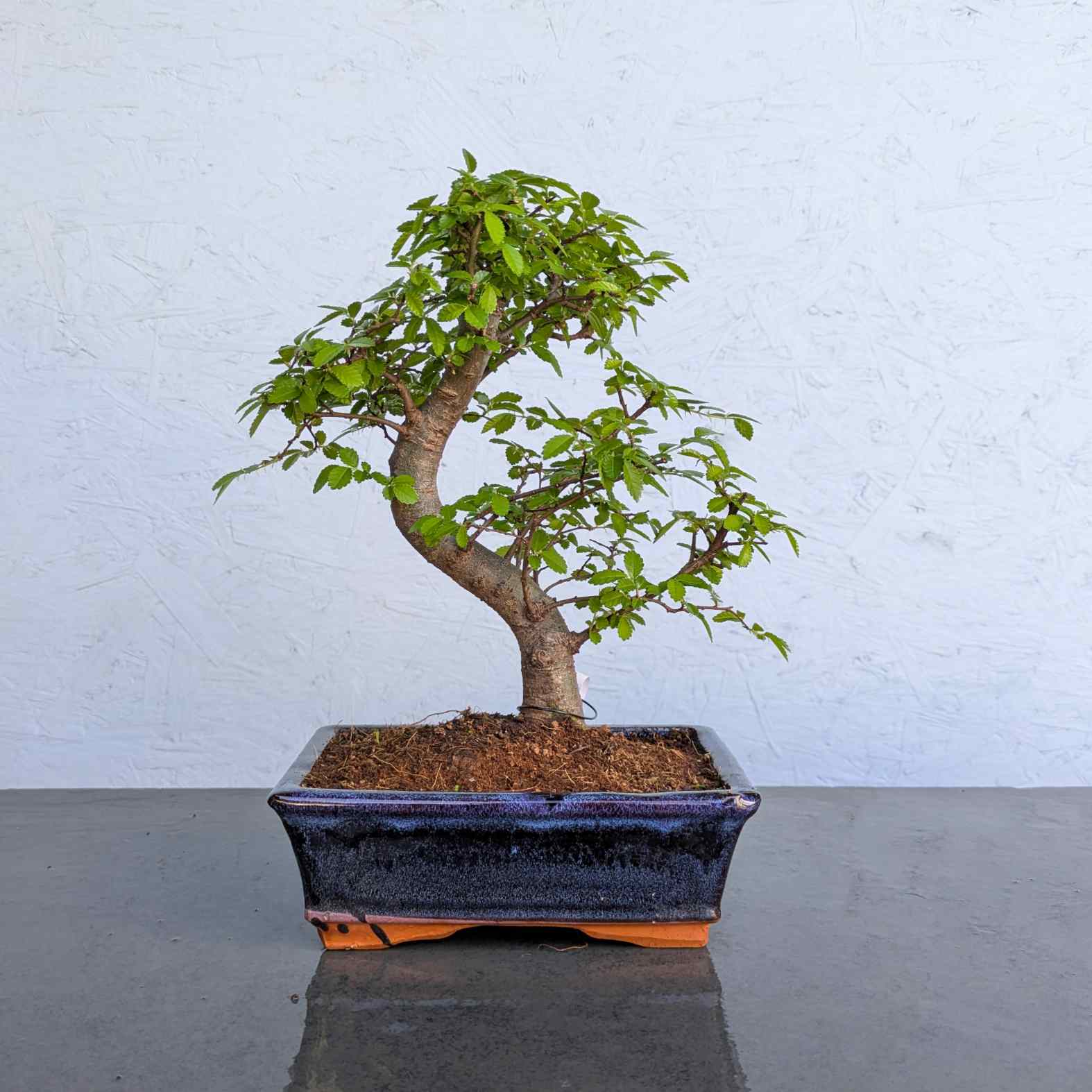Chinese Elm