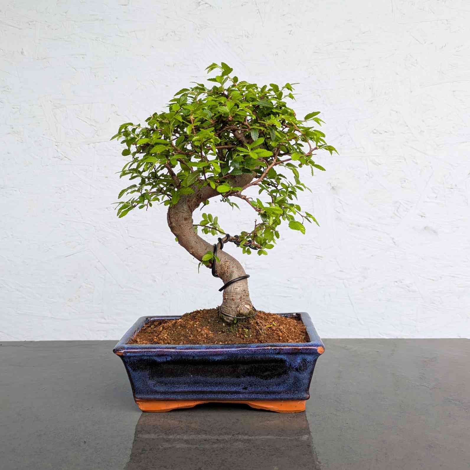 Chinese Elm