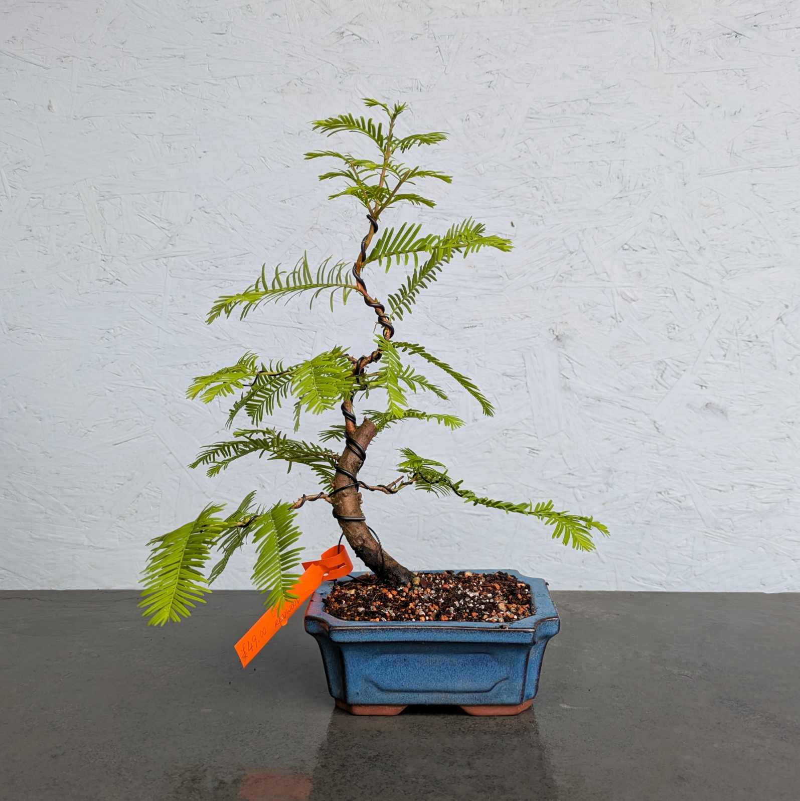 Dawn Redwood