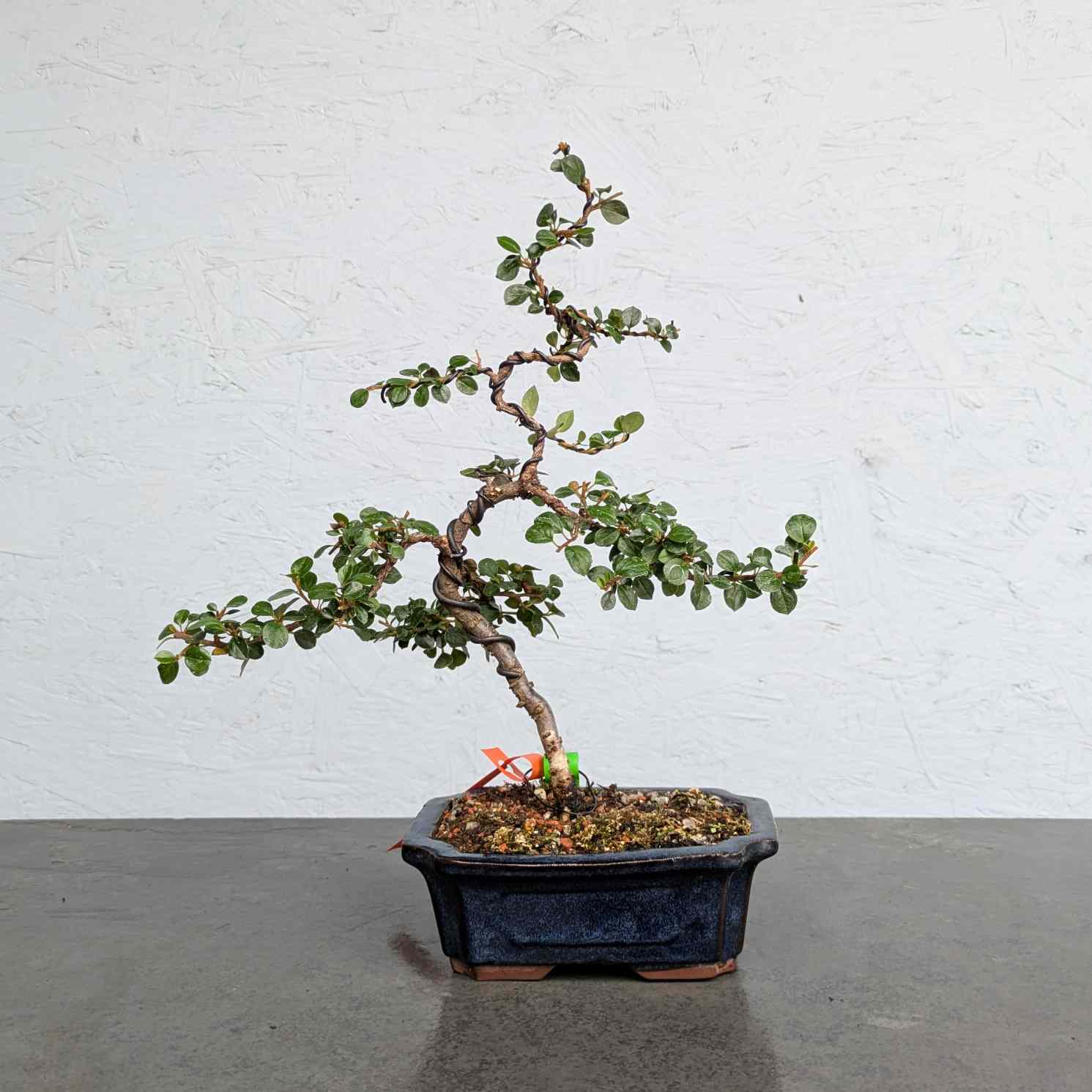 Deciduous Cotoneaster