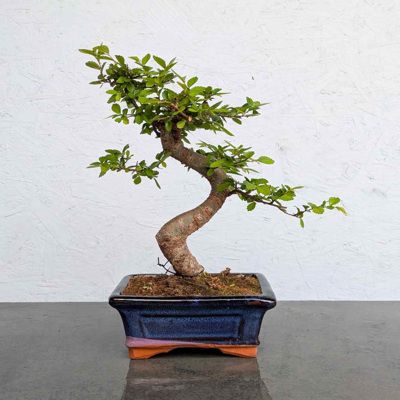 Chinese Elm