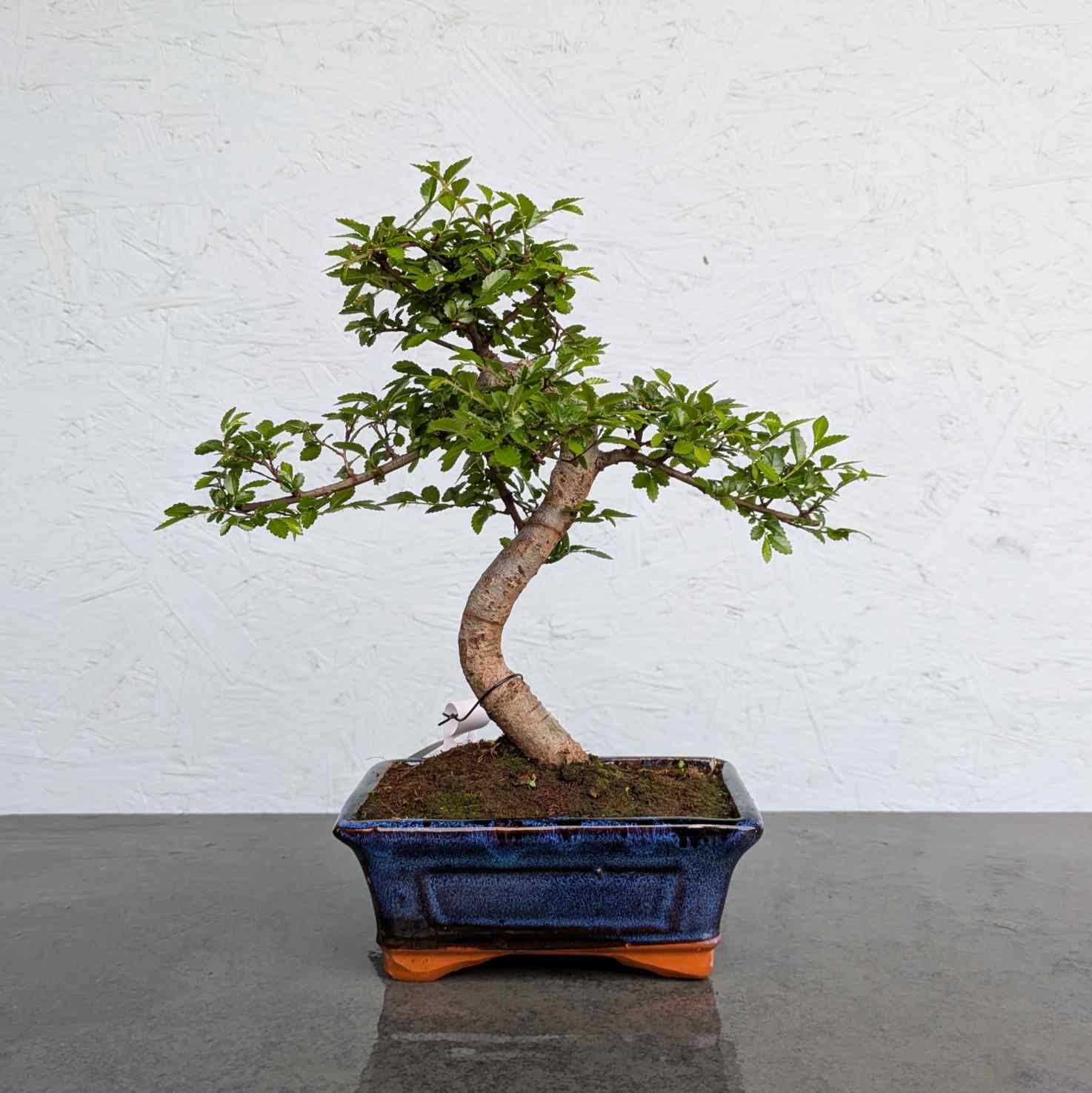 Chinese Elm