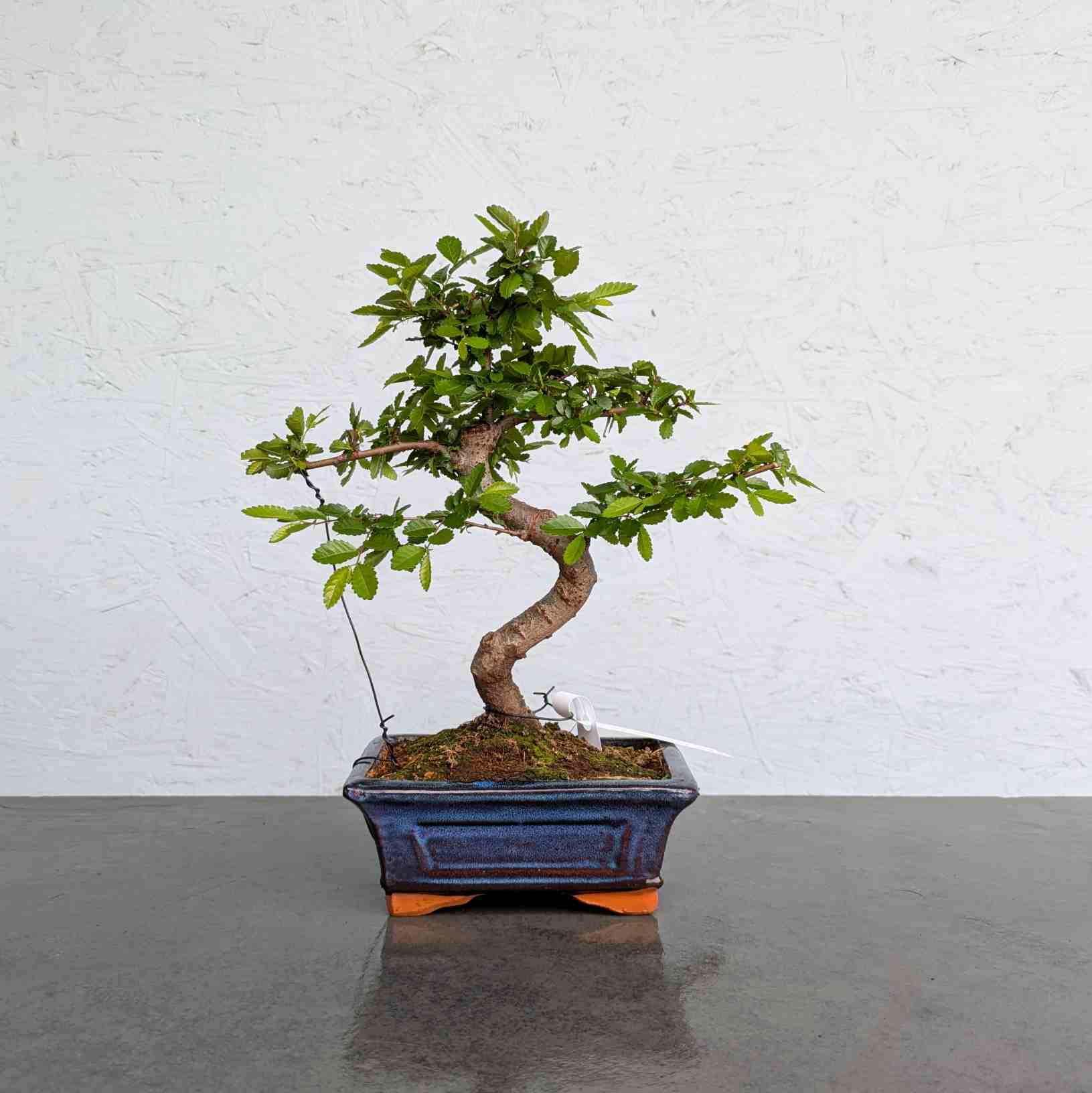 Chinese Elm