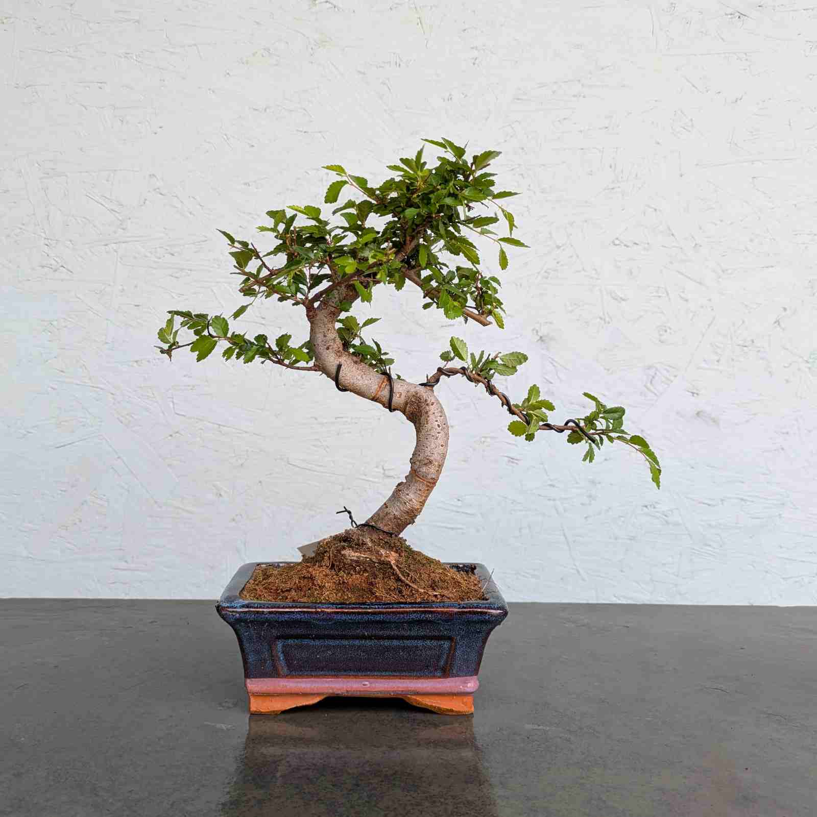 Chinese Elm