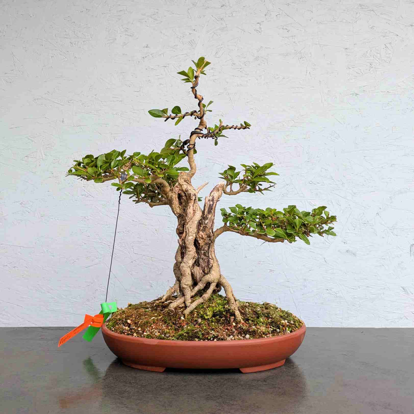 Japanese Privet