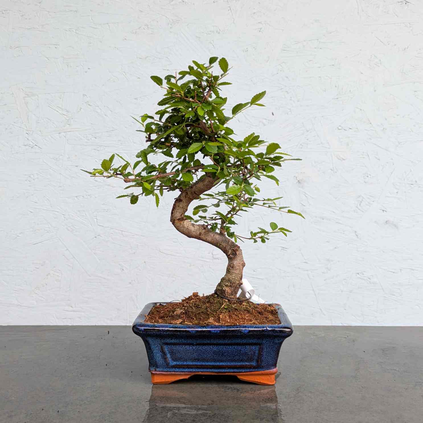 Chinese Elm