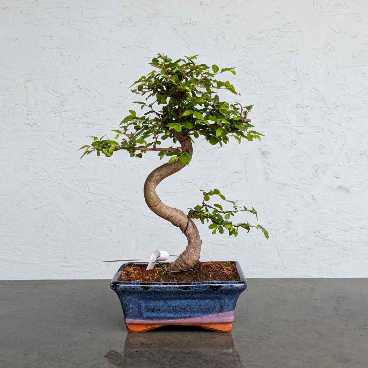 Chinese Elm