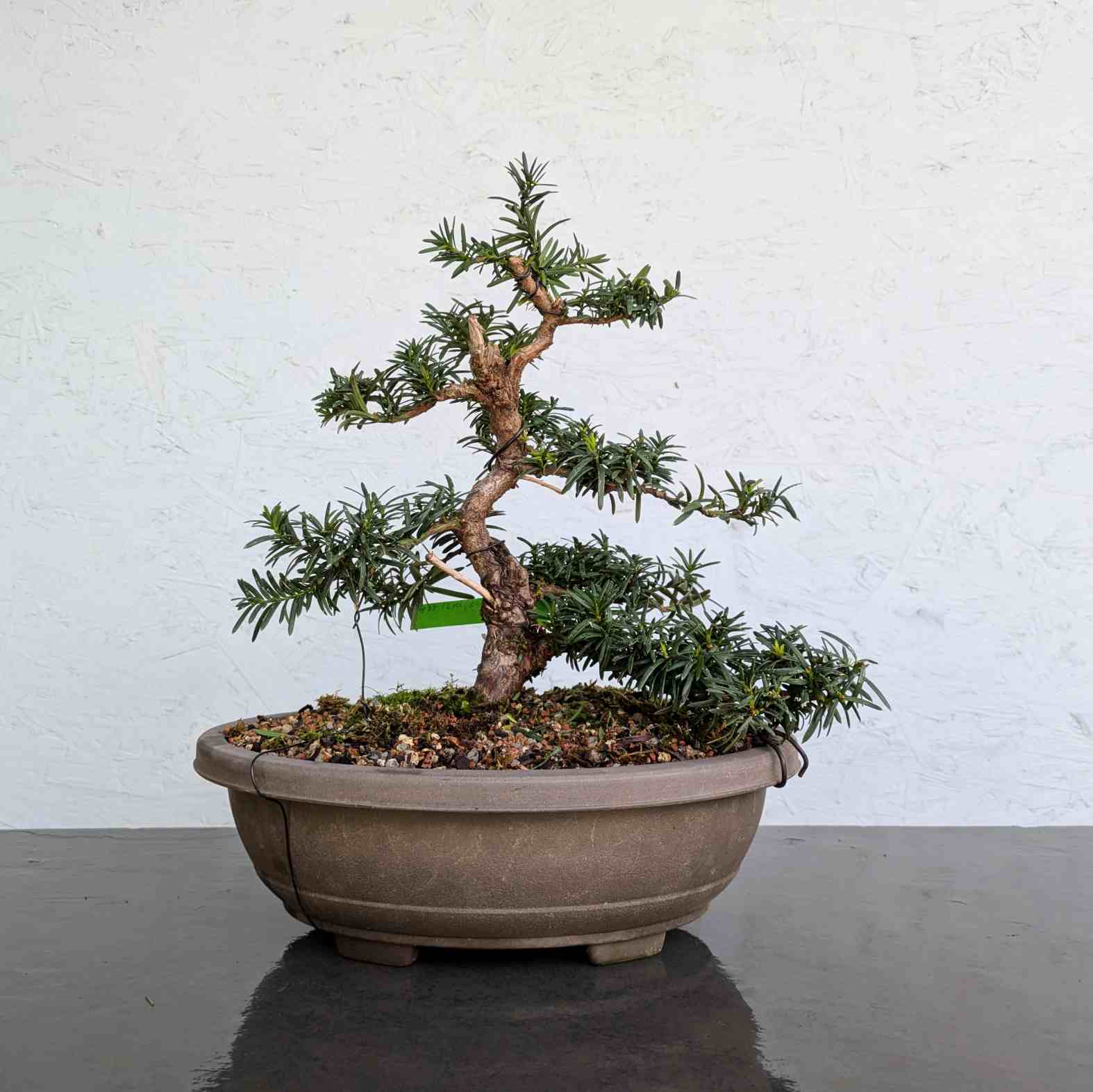 Japanese x European Hybrid Yew