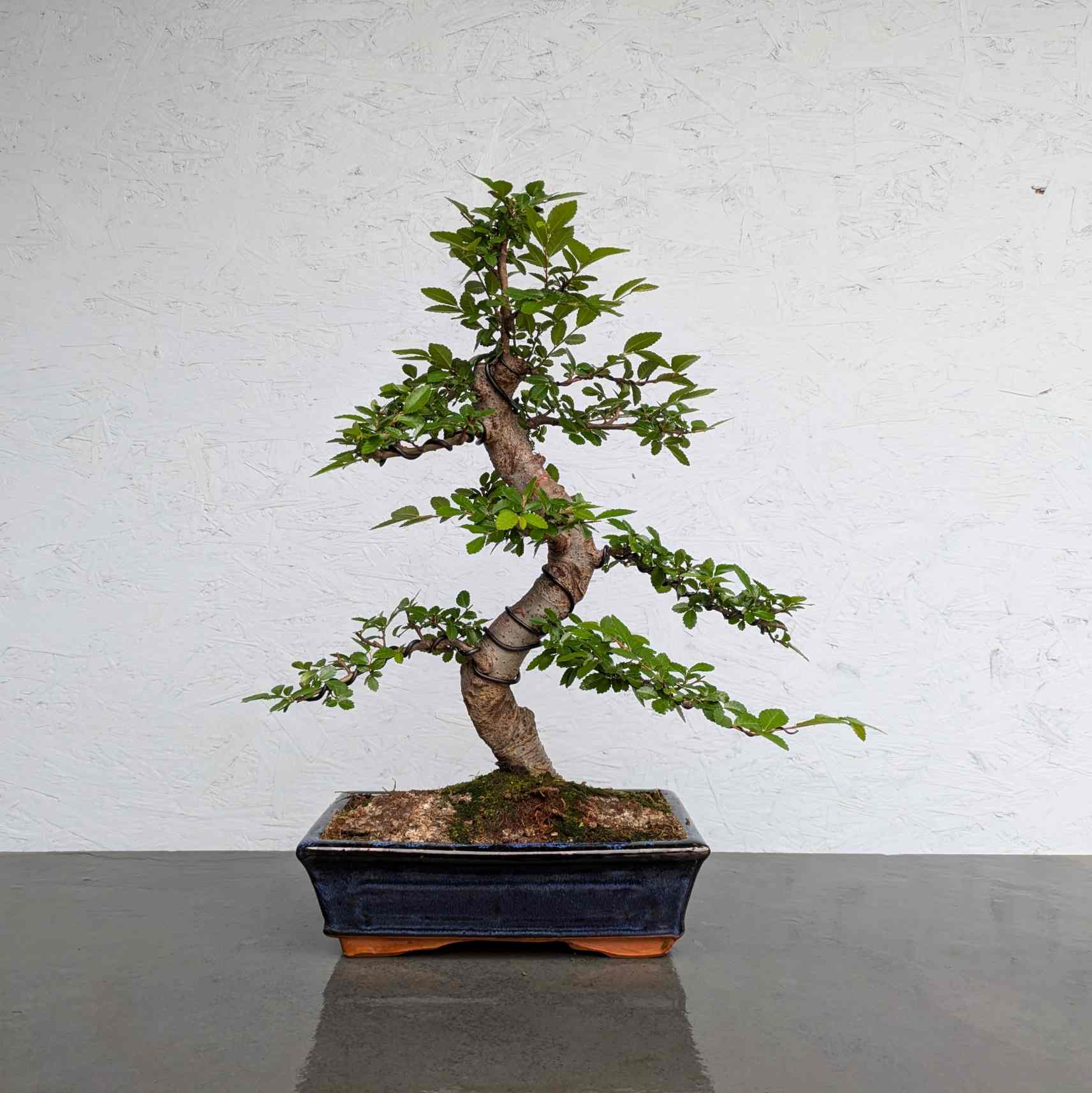 Chinese Elm